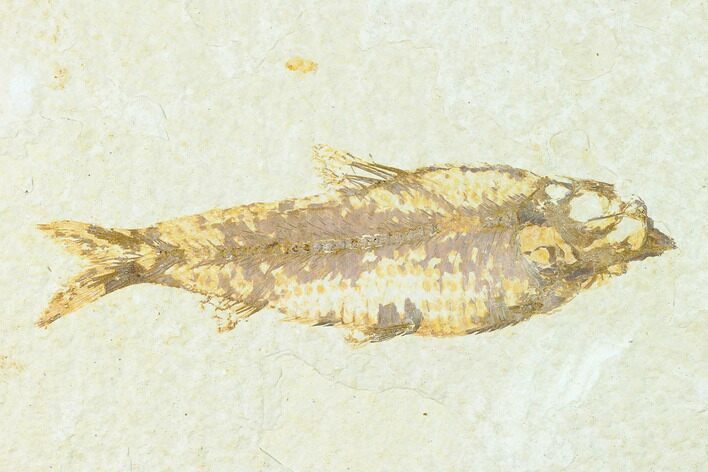 Fossil Fish (Knightia) - Wyoming #148337